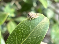 Microcentrus perditus