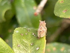 Microcentrus perditus