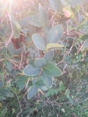 Berberis laurina