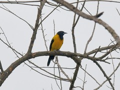 Icterus graduacauda