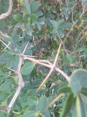 Berberis laurina