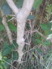 Berberis laurina