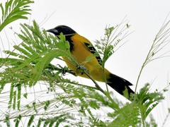 Icterus graduacauda