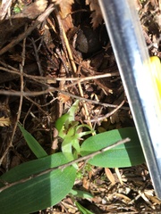 Chiloglottis cornuta