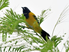 Icterus graduacauda