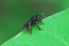 Meliponini