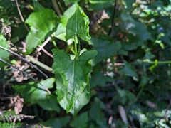 Rumex sagittatus
