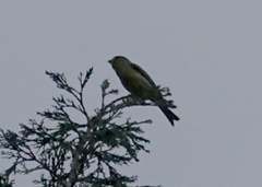 Serinus canaria