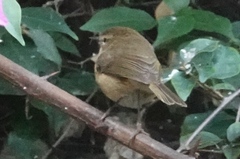 Phylloscopus canariensis