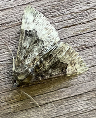 Hypena palparia