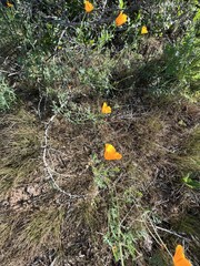 Eschscholzia californica