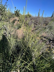 Ephedra californica