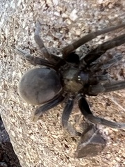 Kukulcania