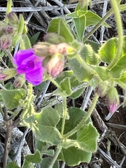 Mirabilis laevis