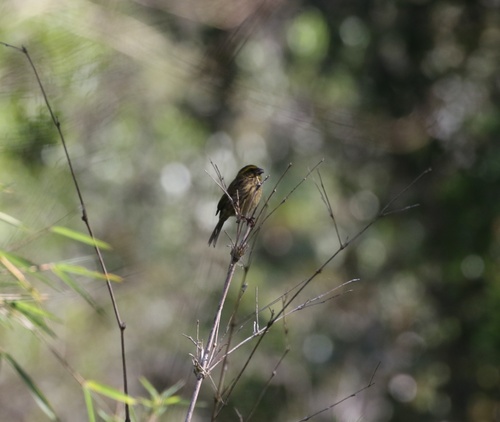 Yellow-browed Seedeater (Crithagra whytii), photo 3