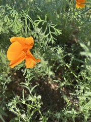 Eschscholzia californica