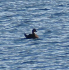 Somateria mollissima