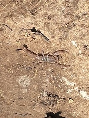 Serradigitus gertschi