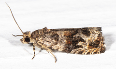 Olethreutes brevirostratum