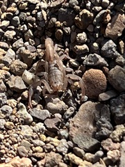 Serradigitus gertschi