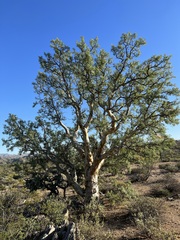 Pachycormus discolor