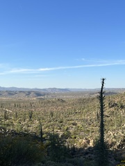 Fouquieria columnaris