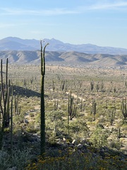 Fouquieria columnaris