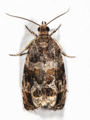 Olethreutes brevirostratum