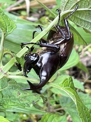 Xylotrupes