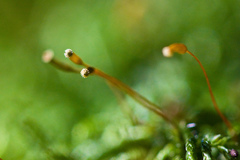 Pseudisothecium cristatum