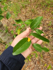 Huberantha nitidissima