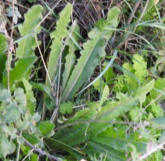 Lactuca virosa