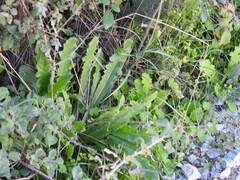 Lactuca virosa