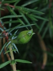 Oligotrophus juniperinus