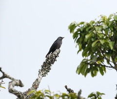 Onychognathus walleri