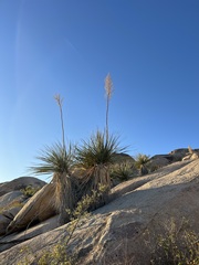 Nolina bigelovii