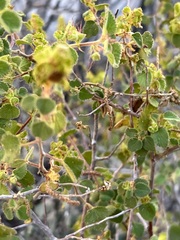 Acalypha californica