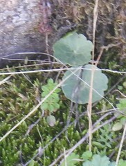 Umbilicus rupestris