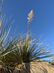 Nolina bigelovii