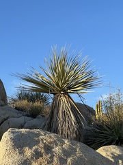 Nolina bigelovii