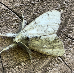 Dasychira vagans