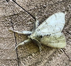 Dasychira vagans