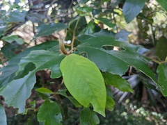 Alphitonia excelsa