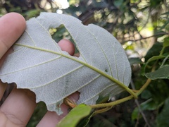 Alphitonia excelsa