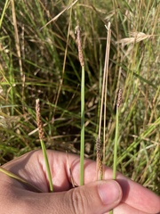 Eleocharis acuta