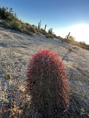 Ferocactus gracilis