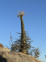 Fouquieria columnaris
