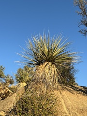 Nolina bigelovii
