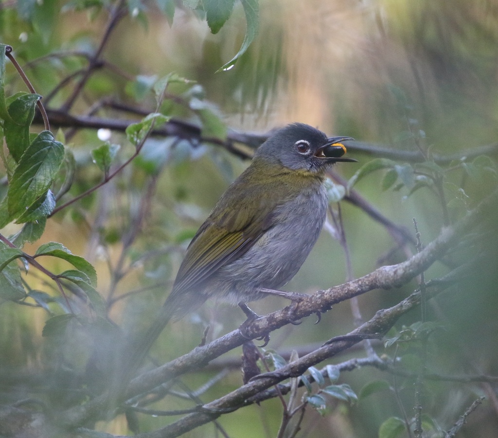 Yellow-Throated Greenbul