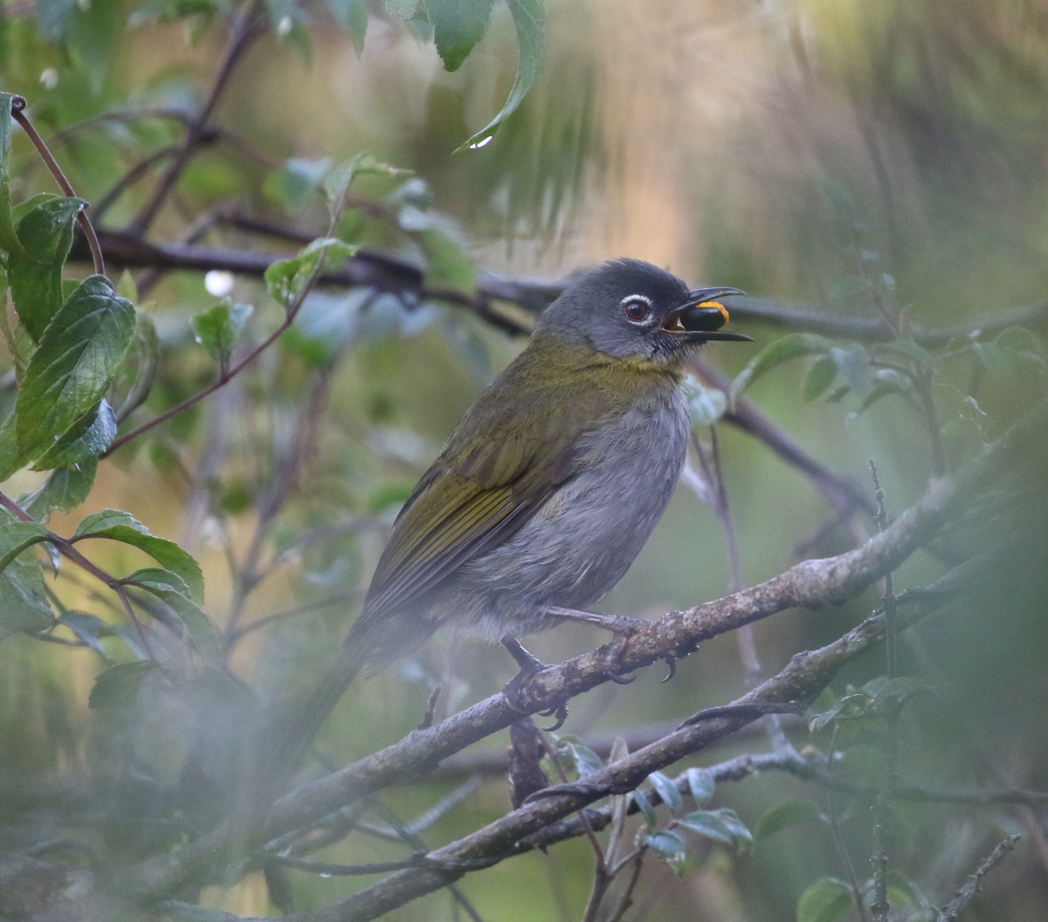 Yellow-throated Mountain Greenbul illustration